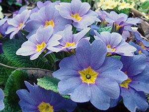 Примула
