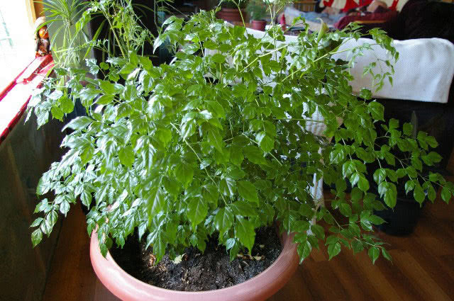 Radermachera chinensis (sinica) / радермахера китайская