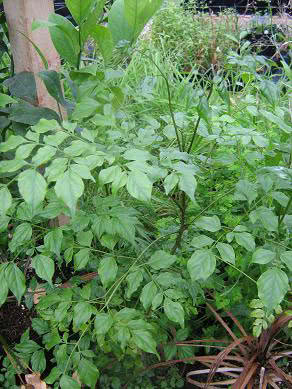 Radermachera chinensis (sinica) / радермахера китайская