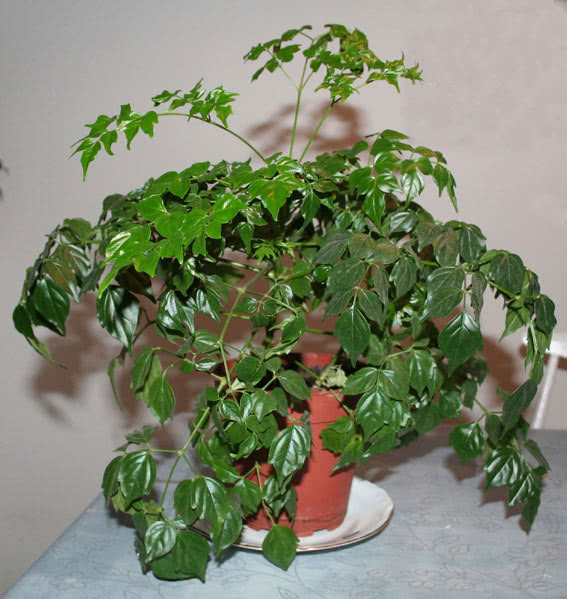 Radermachera chinensis (sinica) / радермахера китайская