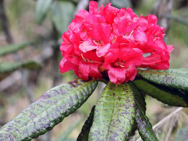 Rhododendron arboreum / рододендрон древовидный