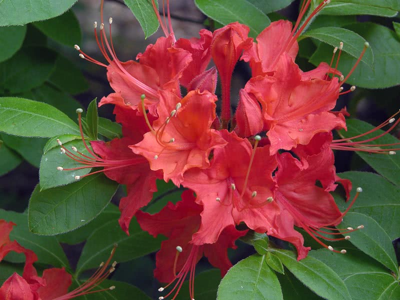 Rhododendron calendulaceum / рододендрон ноготковидный