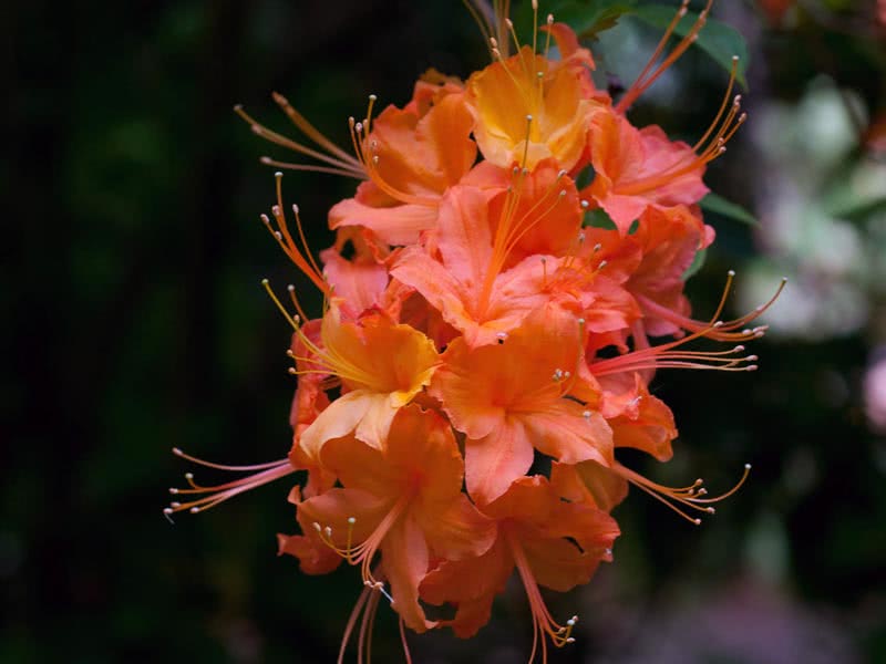 Rhododendron calendulaceum / рододендрон ноготковидный