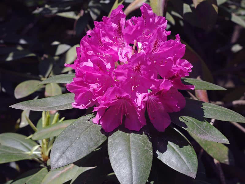 Rhododendron catawbiense / рододендрон кетевбейский