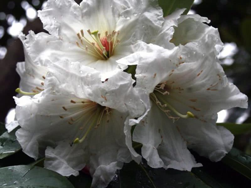 Rhododendron decorum / рододендрон декоративный