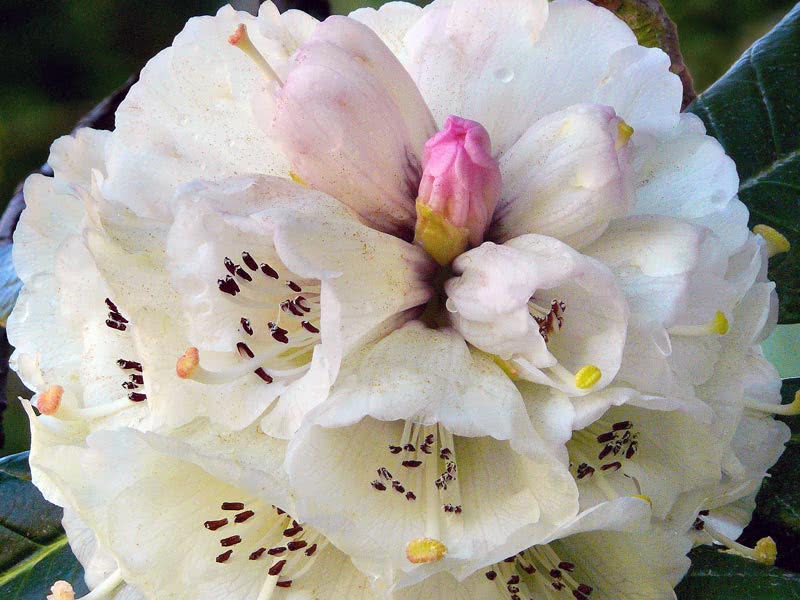 Rhododendron grande / рододендрон большой