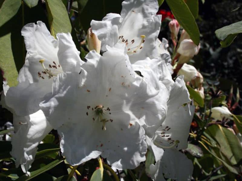 Rhododendron griffithianum / рододендрон Гриффица