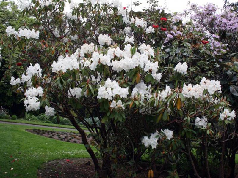 Rhododendron griffithianum / рододендрон Гриффица