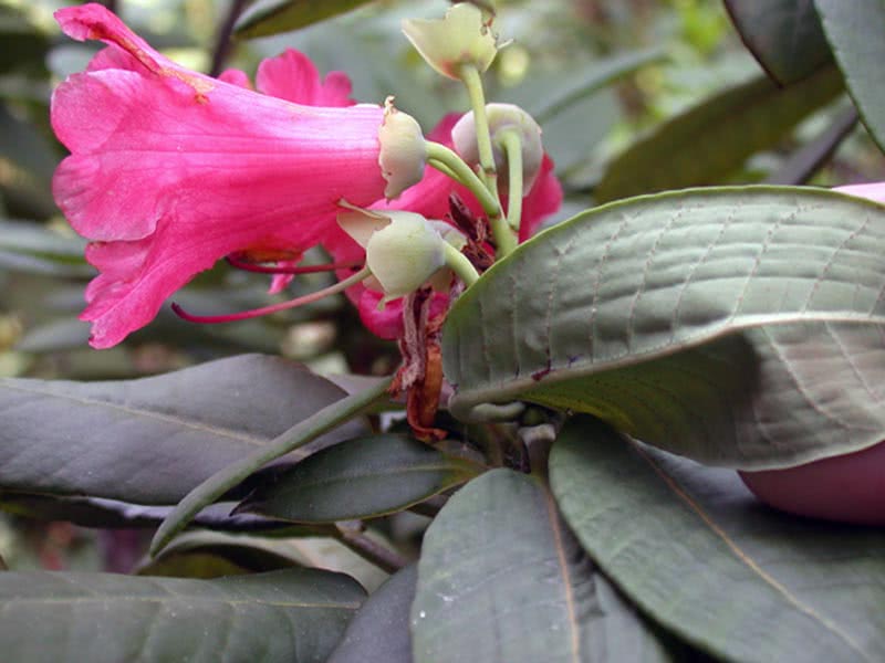 Rhododendron hookeri / рододендрон Гуккера