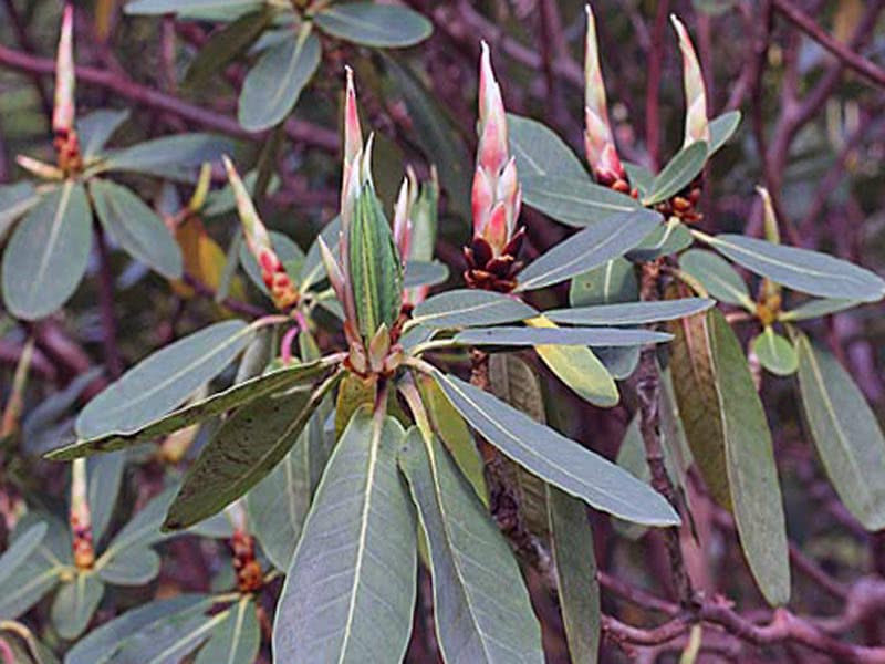 Rhododendron hookeri / рододендрон Гуккера