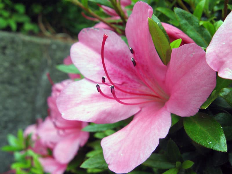 Rhododendron indicum / рододендрон индийский