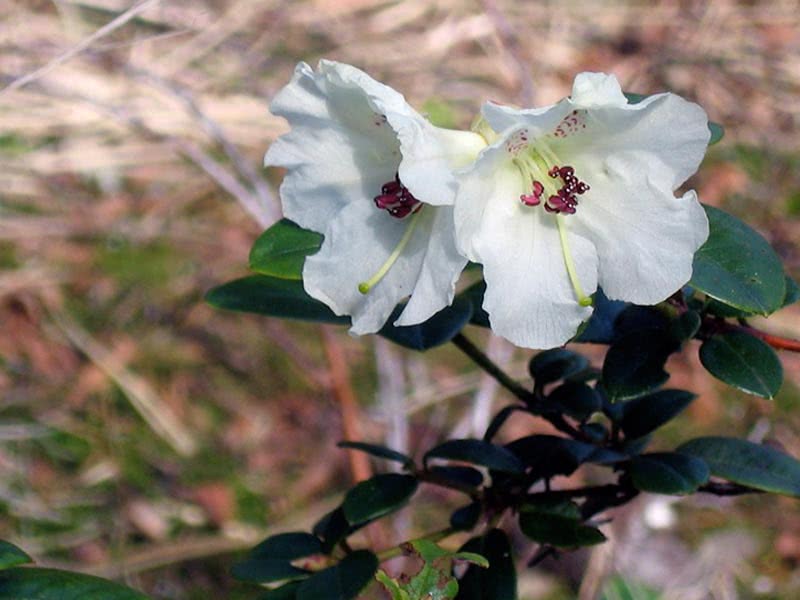 Rhododendron mucronatum / рододендрон заостренный