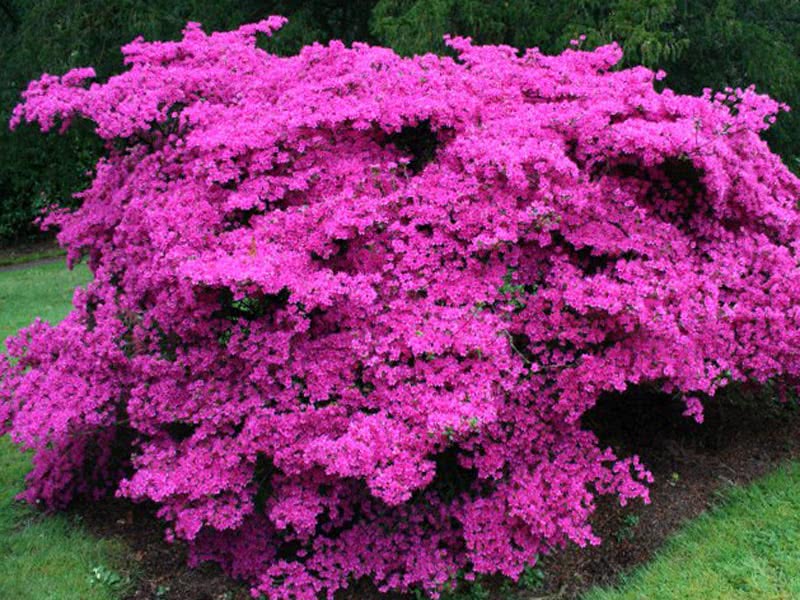 Rhododendron obtusum / рододендрон тупой