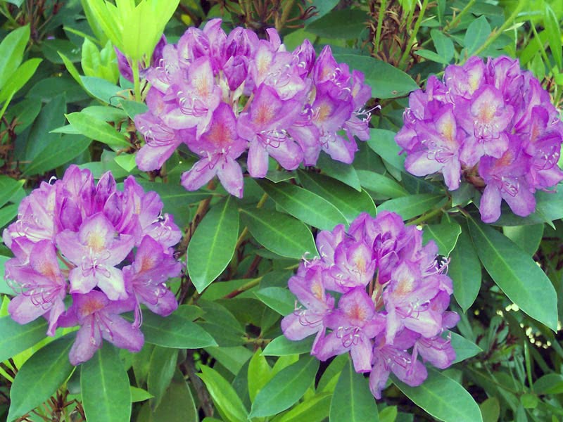 Rhododendron ponticum / рододендрон понтийский