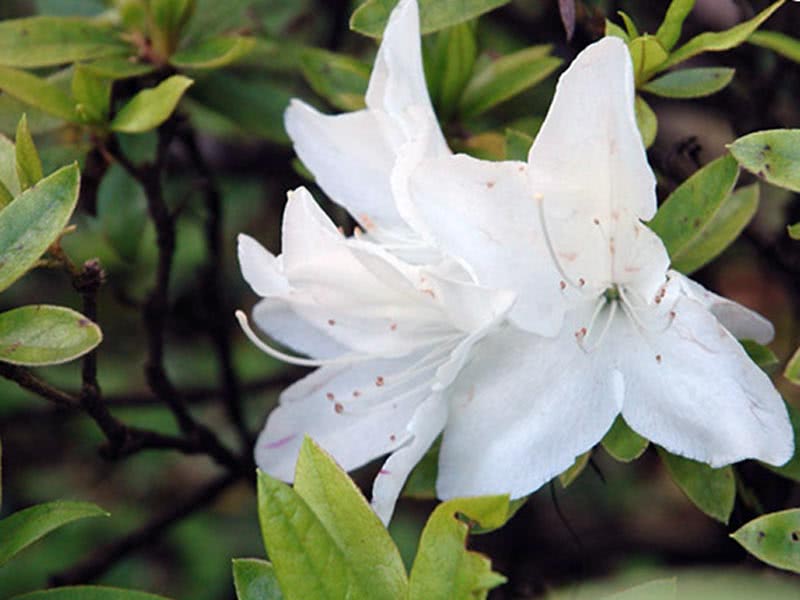 Rhododendron pulchrum / рододендрон красивый
