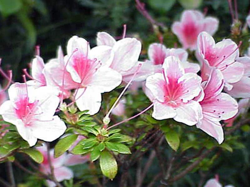 Rhododendron simsii / рододендрон Симса