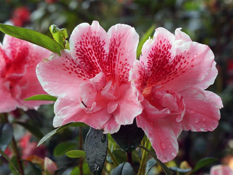 Rhododendron simsii / рододендрон Симса