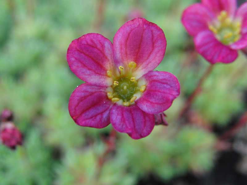 Saxifraga arendsii / камнеломка Арендса