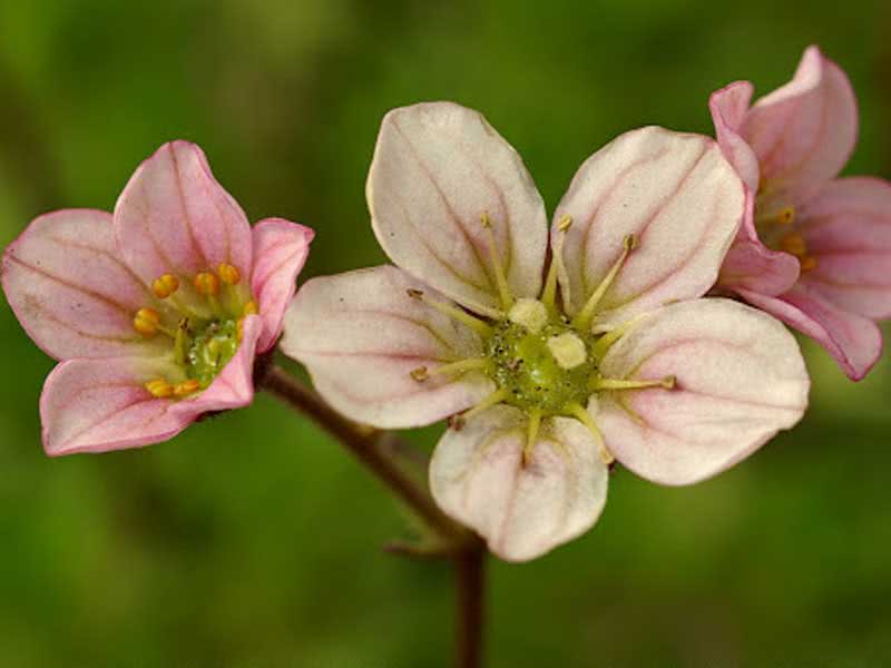 Saxifraga arendsii / камнеломка Арендса