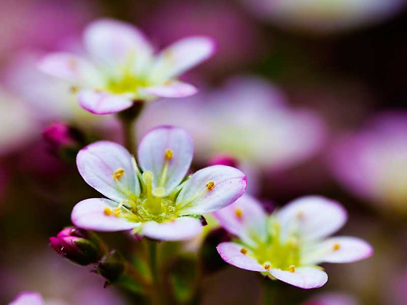 Saxifraga arendsii / камнеломка Арендса