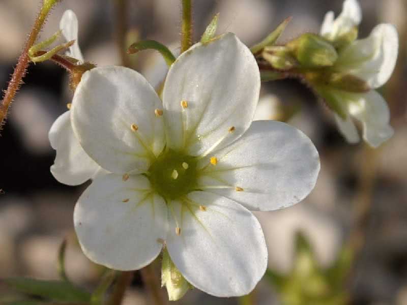 Saxifraga arendsii / камнеломка Арендса