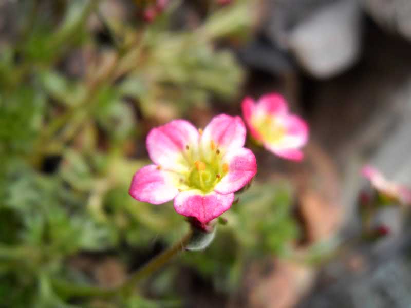 Saxifraga arendsii / камнеломка Арендса