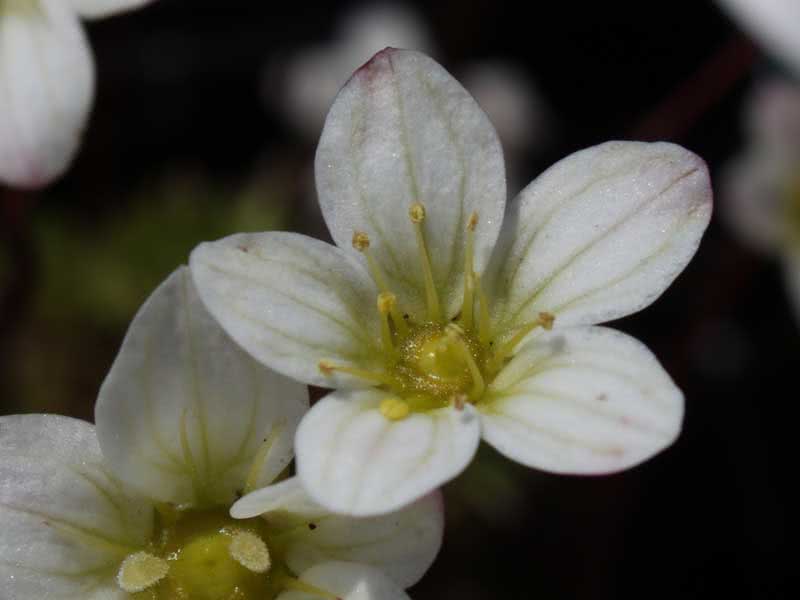 Saxifraga arendsii / камнеломка Арендса