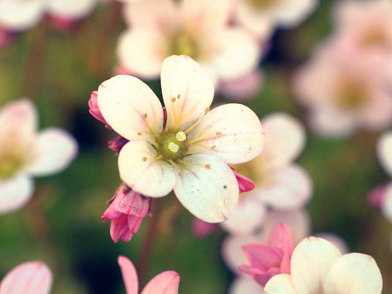 Saxifraga arendsii / камнеломка Арендса