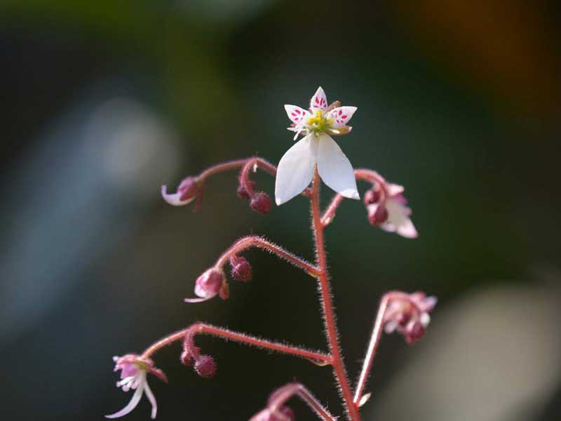 Saxifraga stolonifera / камнеломка плетеносная