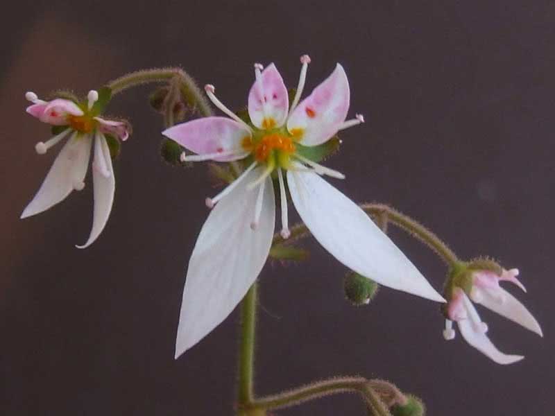 Saxifraga stolonifera / камнеломка плетеносная