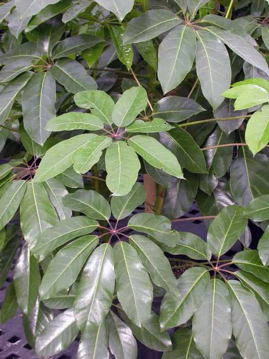 Schefflera actinophylla / шефлера лучелистная (звездолистная)