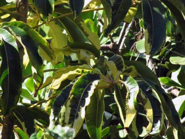 Schefflera actinophylla / шефлера лучелистная (звездолистная)