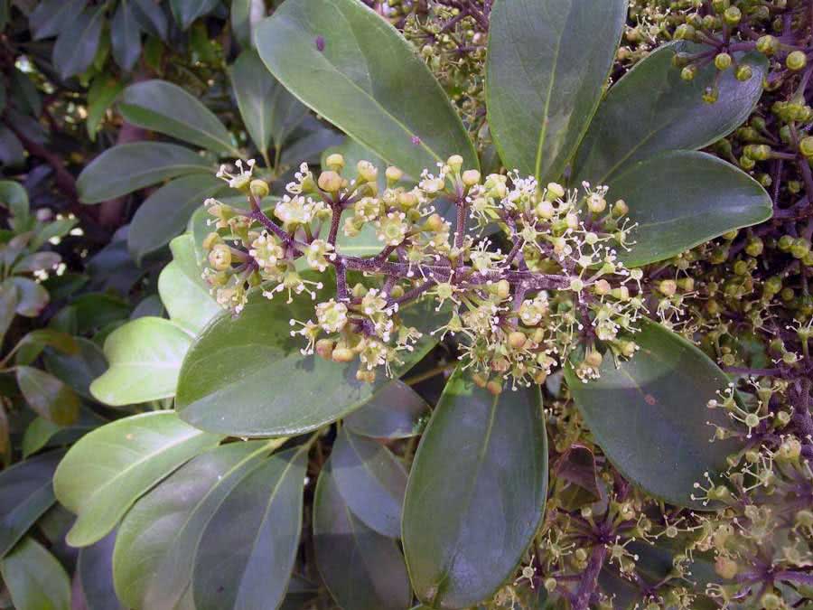 Schefflera arboricola / шефлера древовидная
