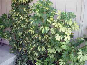 Schefflera arboricola / шефлера древовидная