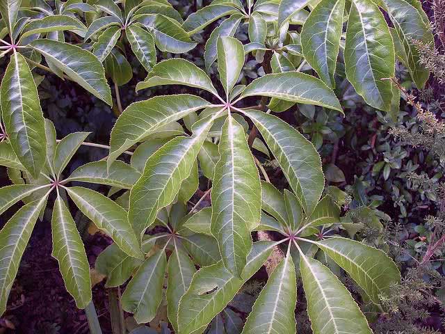 Schefflera digitata / шефлера пальчатая (восьмилистная)
