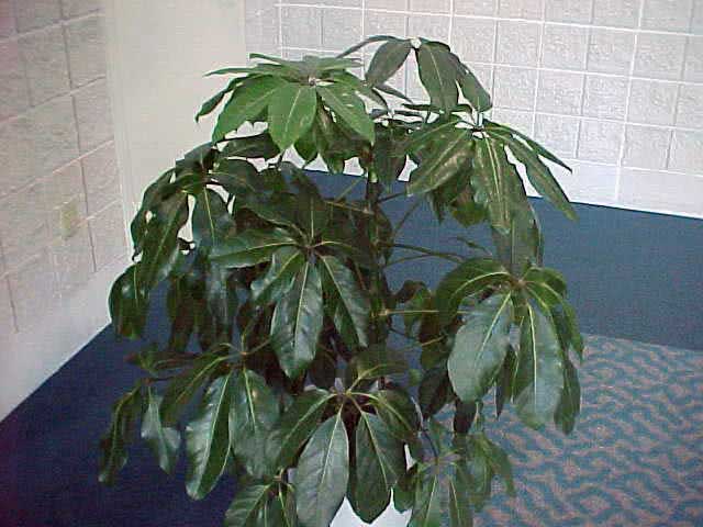 Schefflera digitata / шефлера пальчатая (восьмилистная)