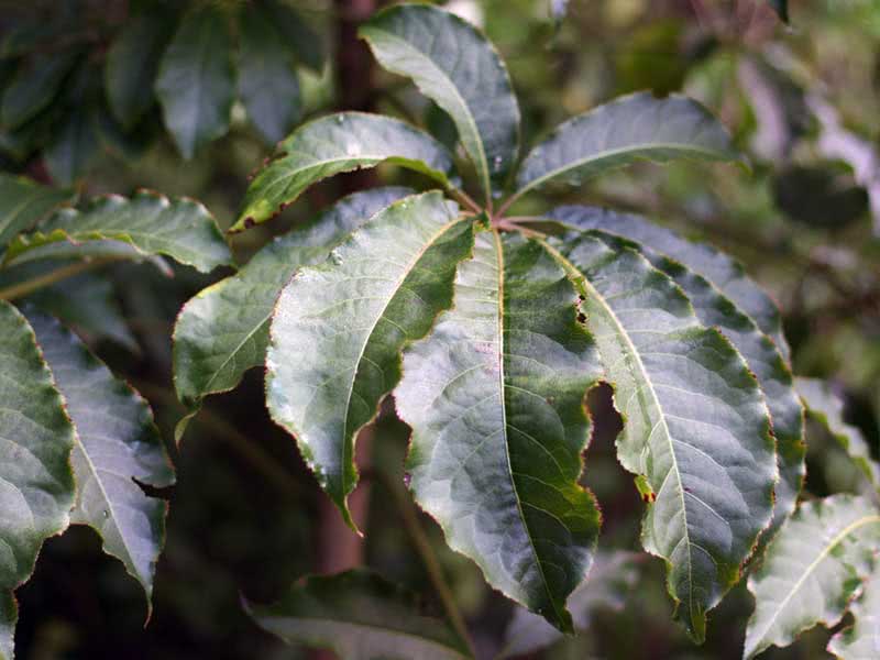 Schefflera digitata / шефлера пальчатая (восьмилистная)