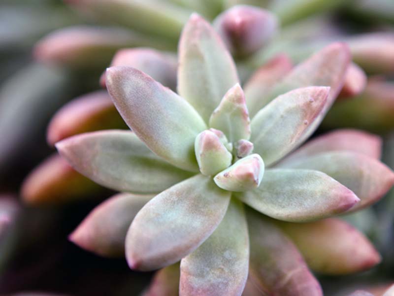 Sedum adolphii / седум Адольфа