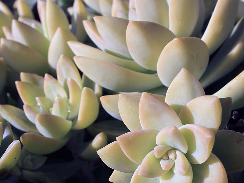 Sedum adolphii / седум Адольфа