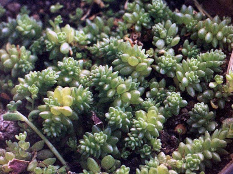 Sedum compactum / седум компактный