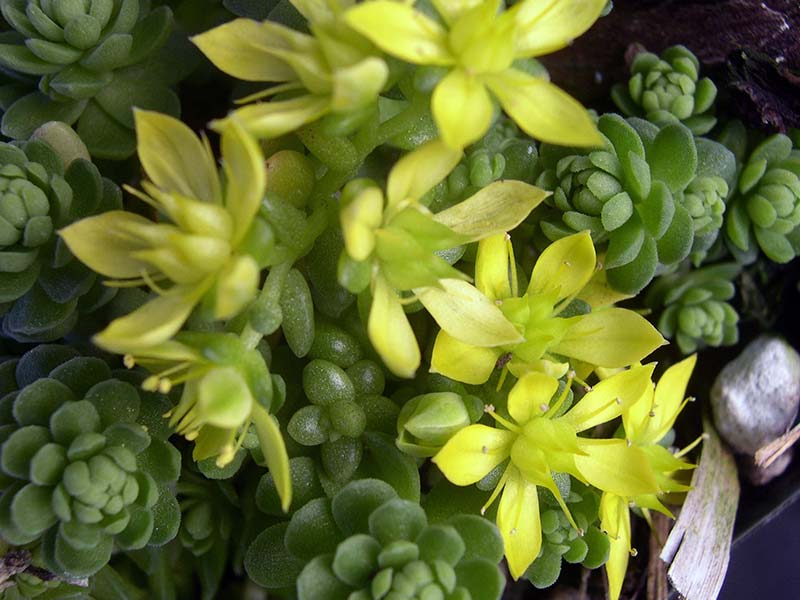 Sedum greggii (diversifolium) / седум Грегга (разнолистный)
