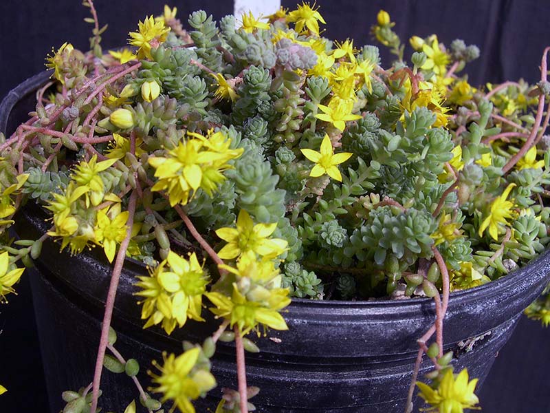 Sedum greggii (diversifolium) / седум Грегга (разнолистный)