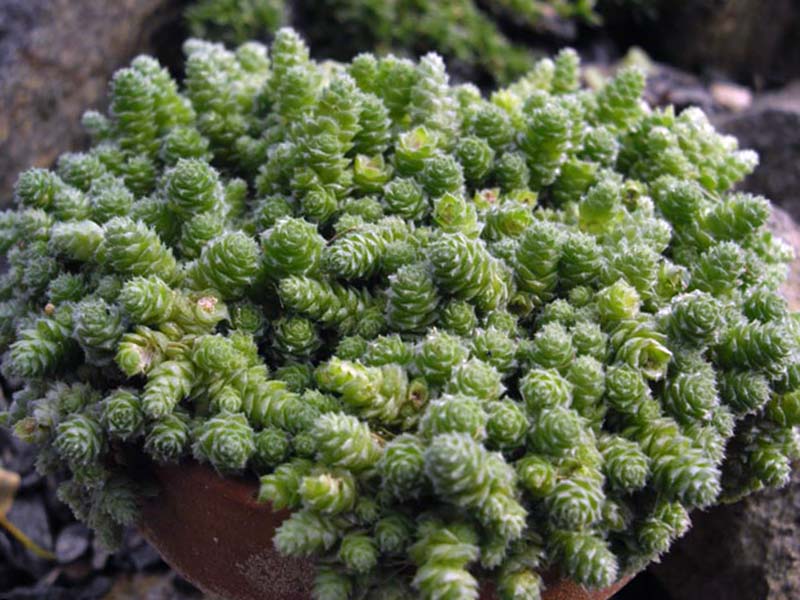 Sedum humifusum / седум стелющийся