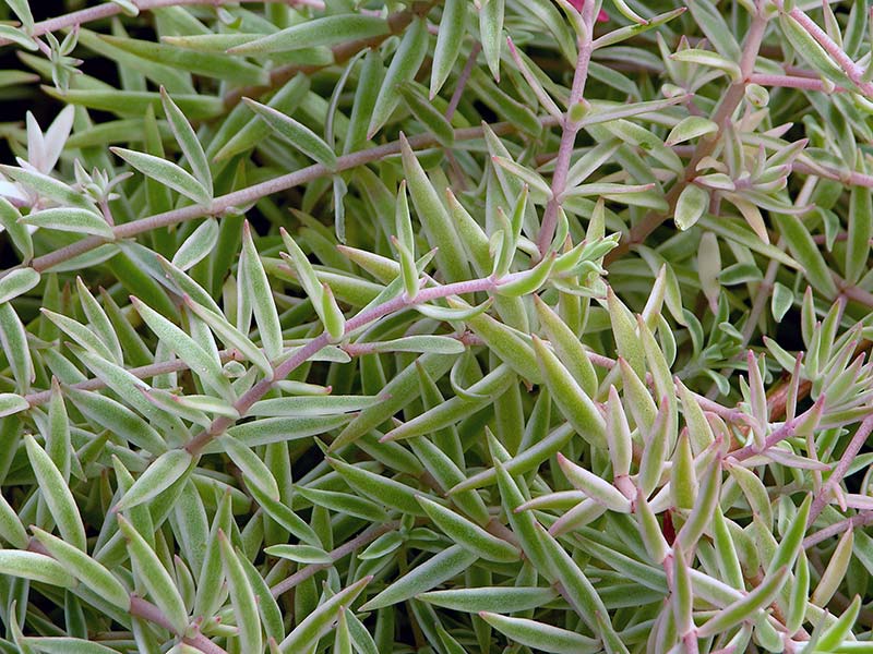 Sedum lineare / седум линейный