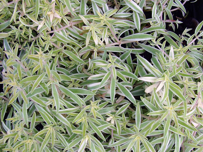 Sedum lineare / седум линейный