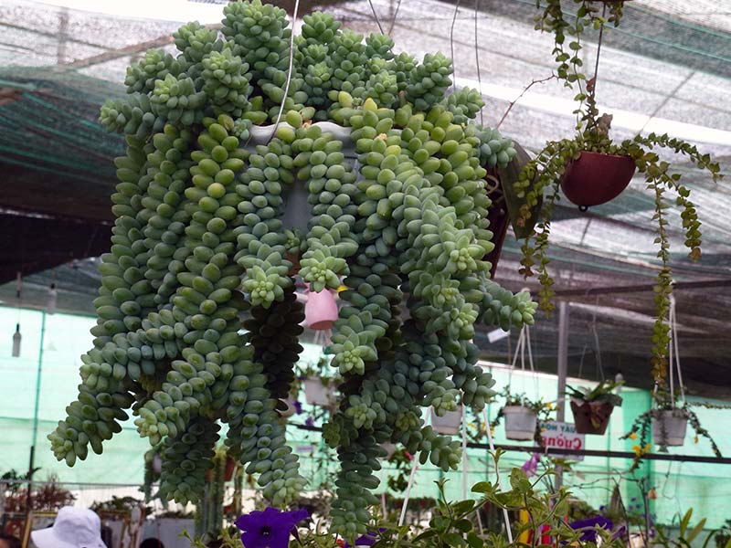 Sedum morganianum / седум Моргана