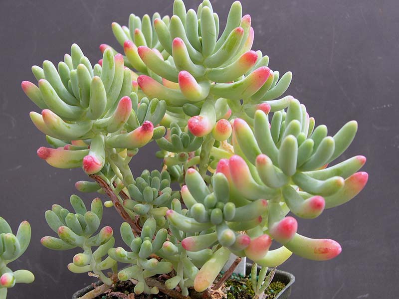Sedum pachyphyllum / седум толстолистный