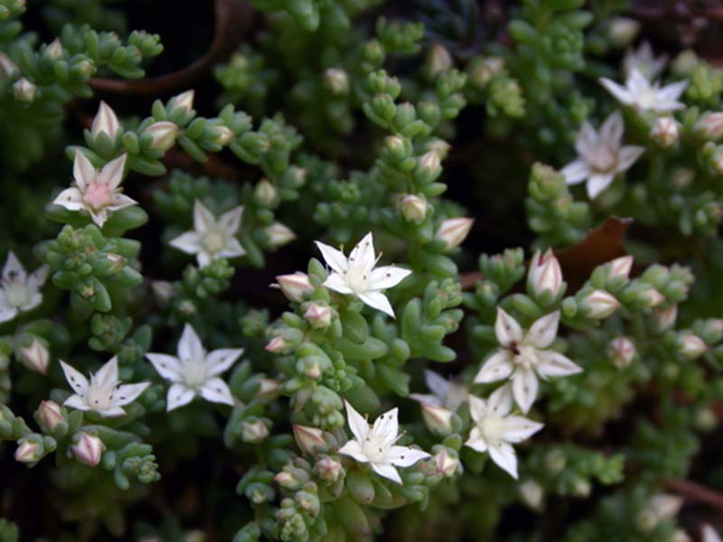 Sedum potosinum / седум потозинский