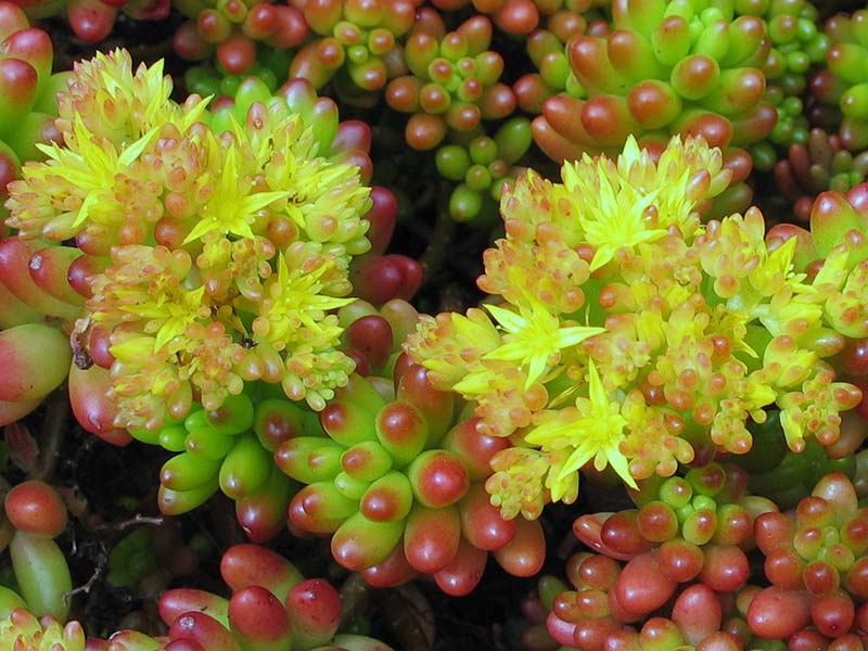 Sedum rubrotinctum / седум красноокрашенный
