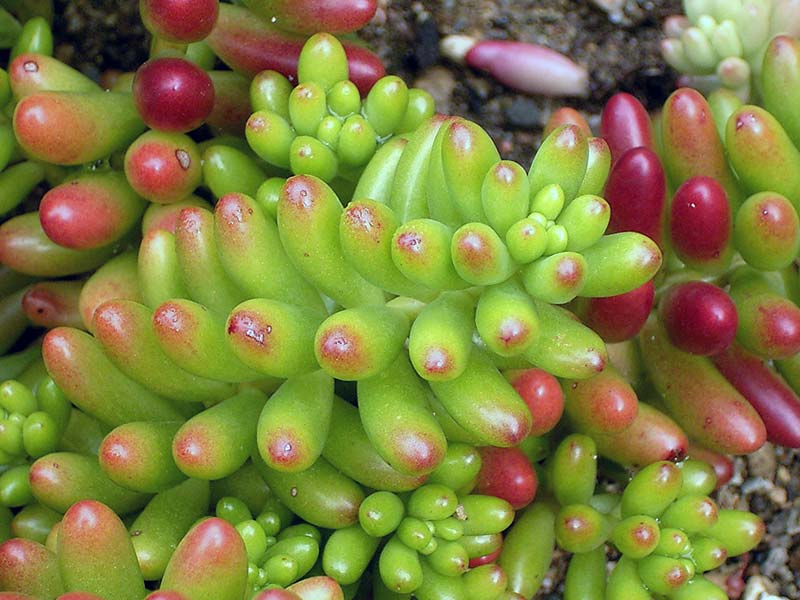 Sedum rubrotinctum / седум красноокрашенный